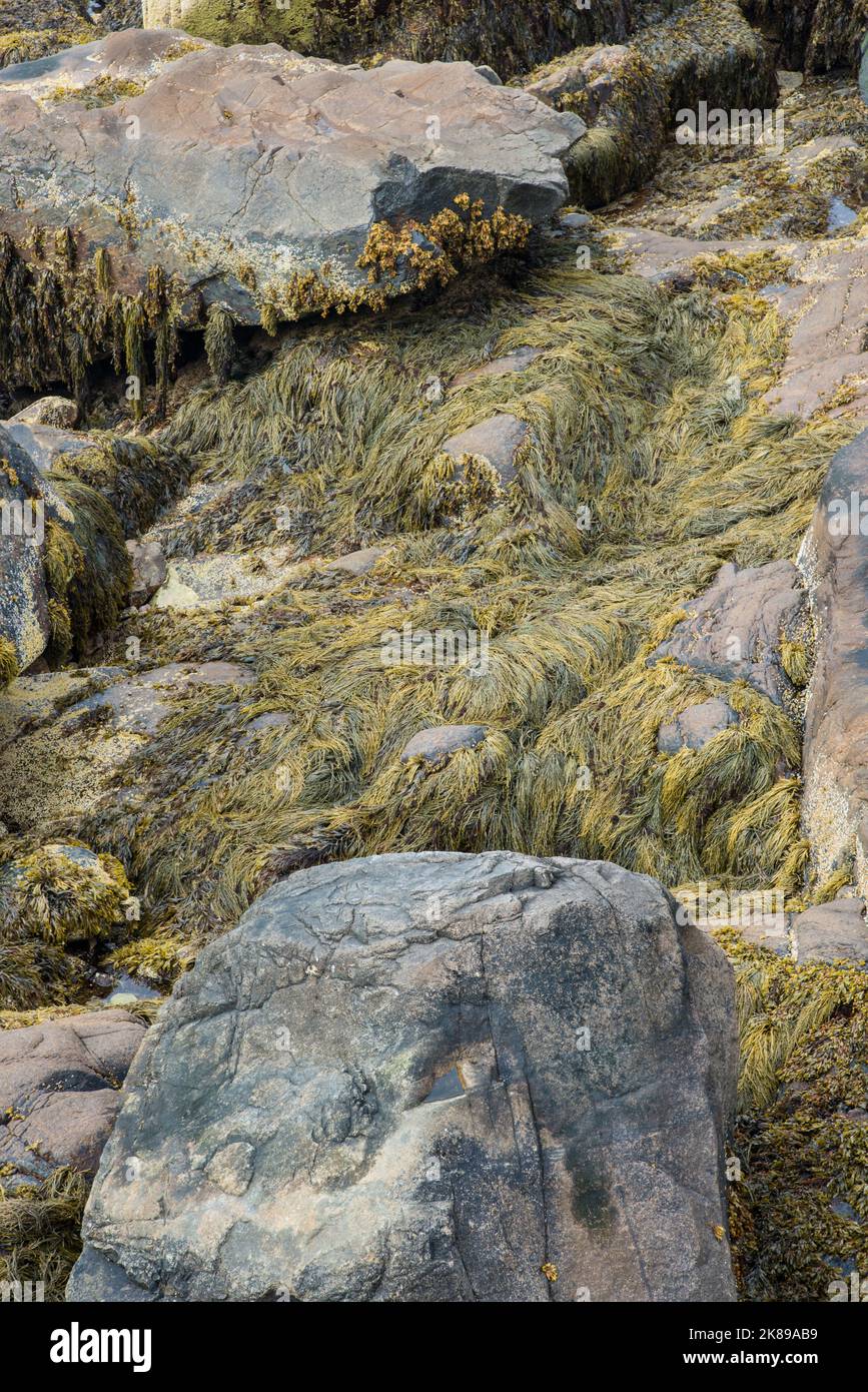 Rocks along the Maine coast draped in sea kelp and seaweed in Acadia National Park, Mount Desert