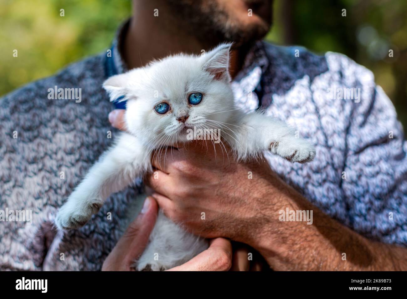 A white kitten with blue eyes on a human lap Stock Photo - Alamy