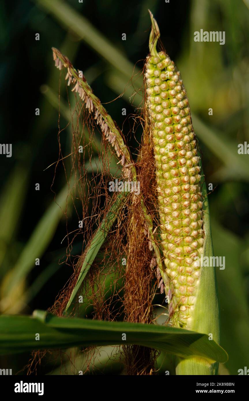 Corn growing field Stock Photo Alamy