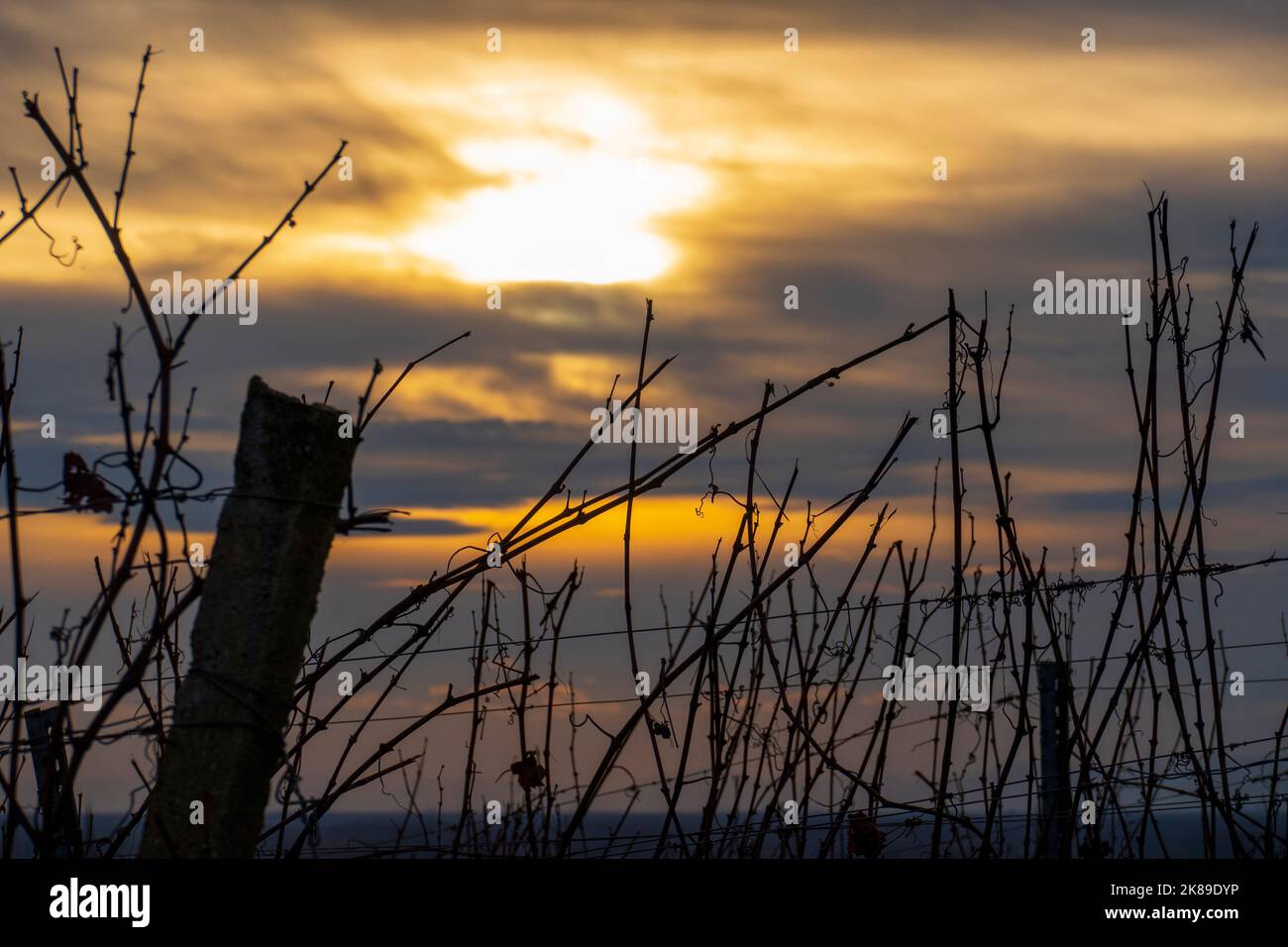 Blick über den Weinberg  im Sonnenuntergang Stock Photo