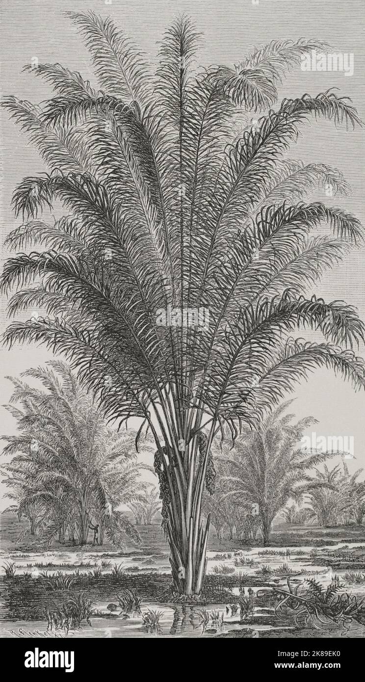 Palm tree. Stock Photo