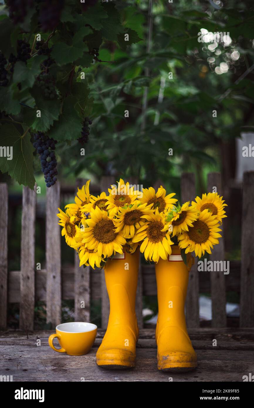 sunflowers in yellow rubber boots on the background of the garden Stock ...