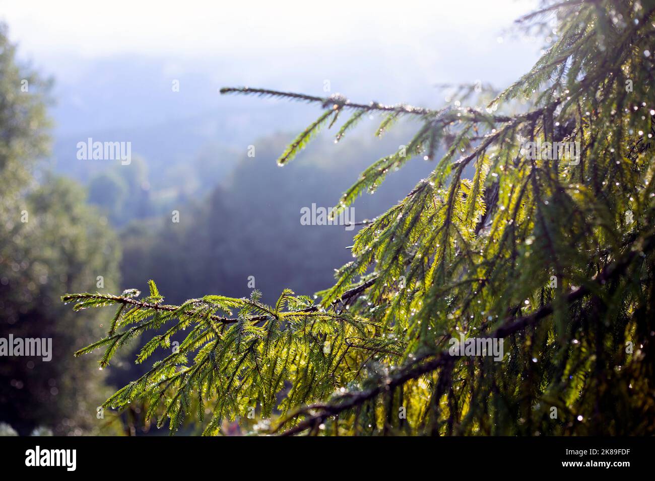 beautiful background - spruce branch against the backdrop of mountains Stock Photo