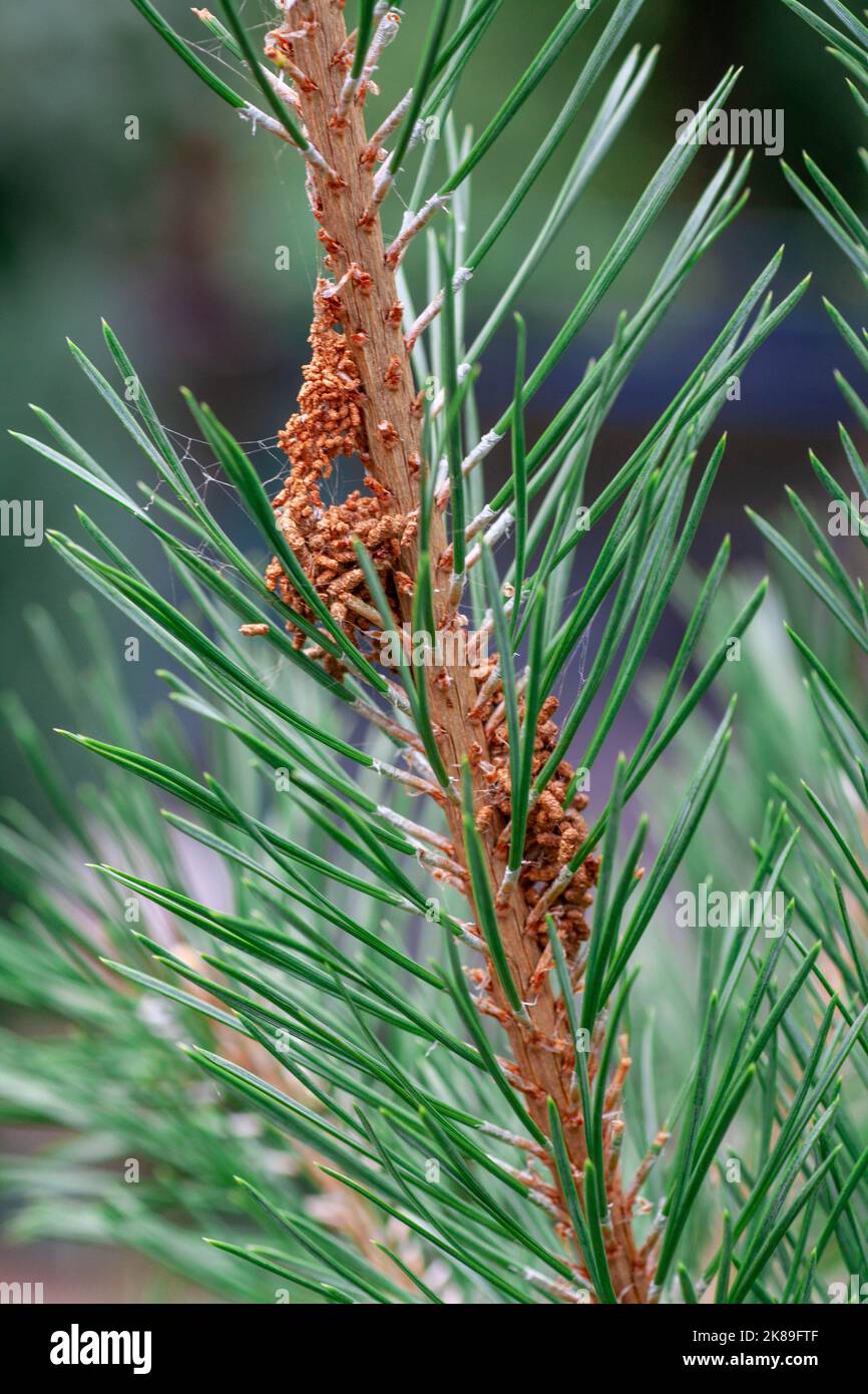 Diseases of coniferous trees - parasites of pine wood scleroderriosis, pine spinner, sclerophomosis and diplodiasis. aphids on the trunk and branches of pine, diseases and pests of trees and plants Stock Photo