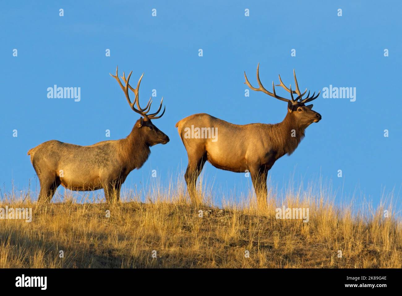 Two large bull elk stand on the top of a hill against the blue sky in