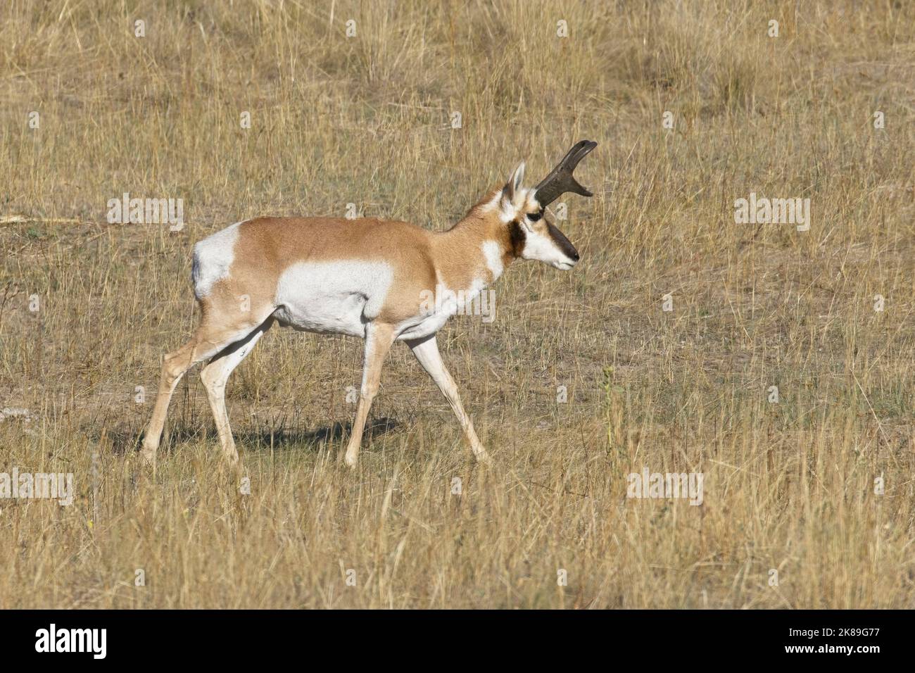 A male pronghorn antelope walks in a grassy prairie field in western