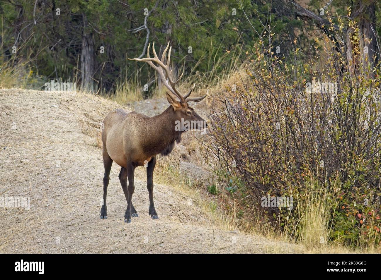 A big bull elk in an open area of a forest in western Montana. Stock Photo