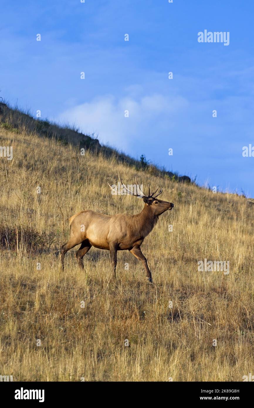 A big bull elk walks on the side of a hill in the morning sun in western Montana. Stock Photo