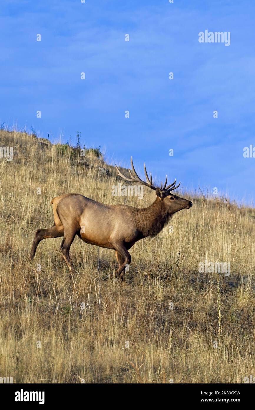 A big bull elk trots along on the side of a hill in the morning light near Charlo, Montana. Stock Photo