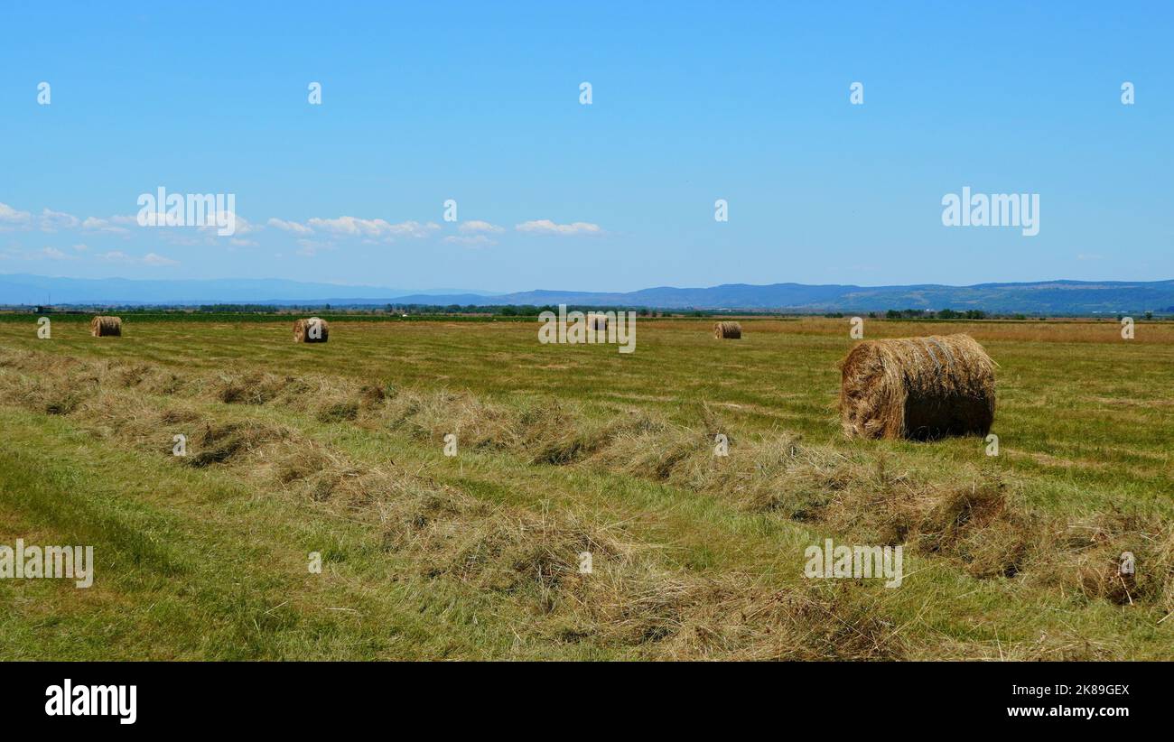 Hay bales of mowed dried grass pressed into rolls, alongside hay windrows, on farm land in the countryside in Transylvania, Romania Stock Photo