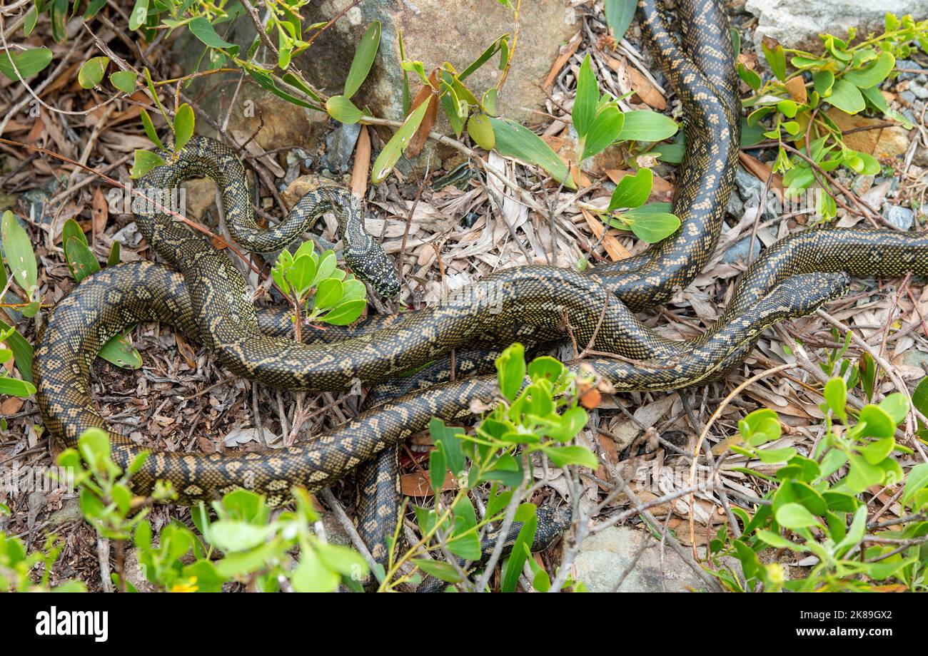 carpet python snakes mating at Urunga, New South Wales, Australia Stock ...