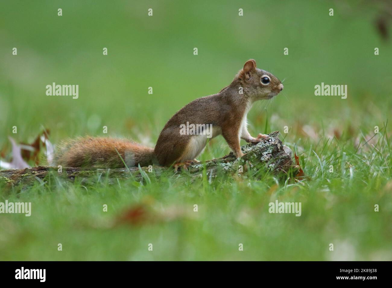 American red squirrel Tamiasciurus hudsonicus foraging in a backyard in Fall Stock Photo