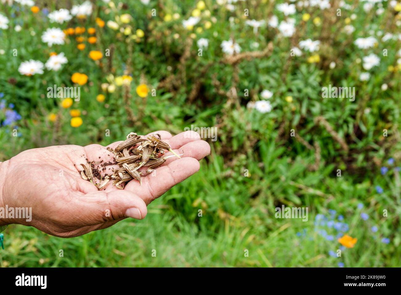 Bogota Colombia,Engativa Calle 63 Jardin Botanico de Bogota¡ Jose Celestino Mutis Botanical Garden,exhibit exhibits collection plants man men male bot Stock Photo