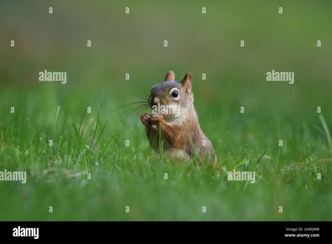 American red squirrel Tamiasciurus hudsonicus foraging in a backyard in Fall Stock Photo