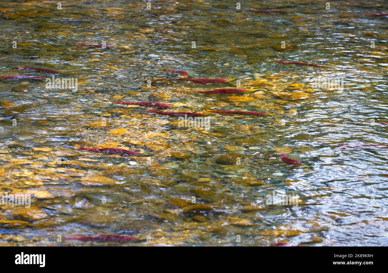 Spawning Sockeye Salmon in Shallow Water. Sockeye salmon swimming up the Adams River to spawn. British Columbia, Canada. Stock Photo