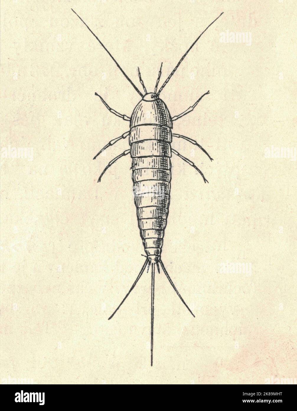 Antique engraved illustration of the silverfish. Vintage illustration of the silverfish. Old engraved picture of the silverfish. Picture of the silverfish. Book illustration published 1907. The silverfish (Lepisma saccharinum) is a species of small, primitive, wingless insect in the order Zygentoma (formerly Thysanura). Its common name derives from the insect's silvery light grey colour, combined with the fish-like appearance of its movements. The scientific name (L. saccharinum) indicates that the silverfish's diet consists of carbohydrates such as sugar or starches. While the common name sil Stock Photo