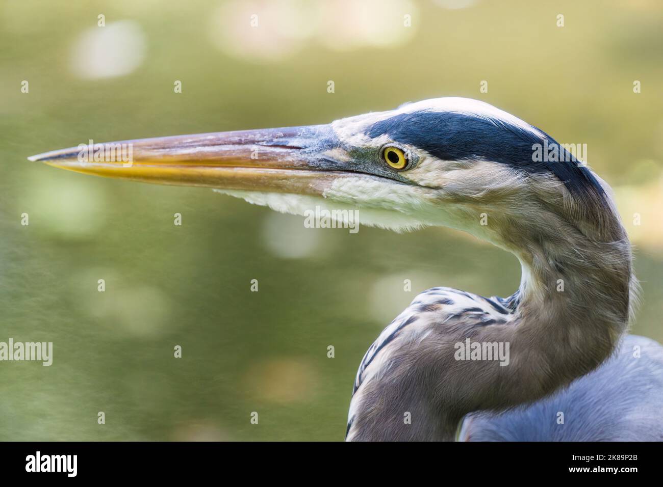 Great Blue Heron close-up head shot with selective focus on the eye ...