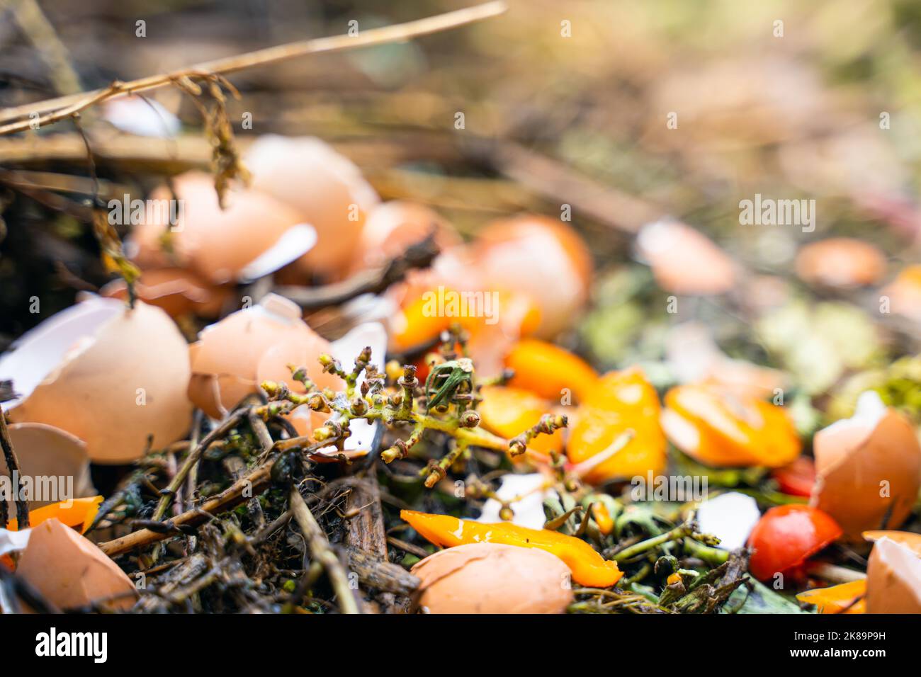 Closeup of a bunch of grapes on a compost heap. Organic and food waste