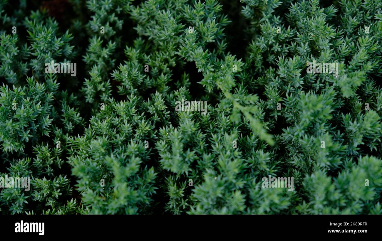 Dwarf Japanese garden juniper creeping - Juniperus horizontalis.  Stock Photo