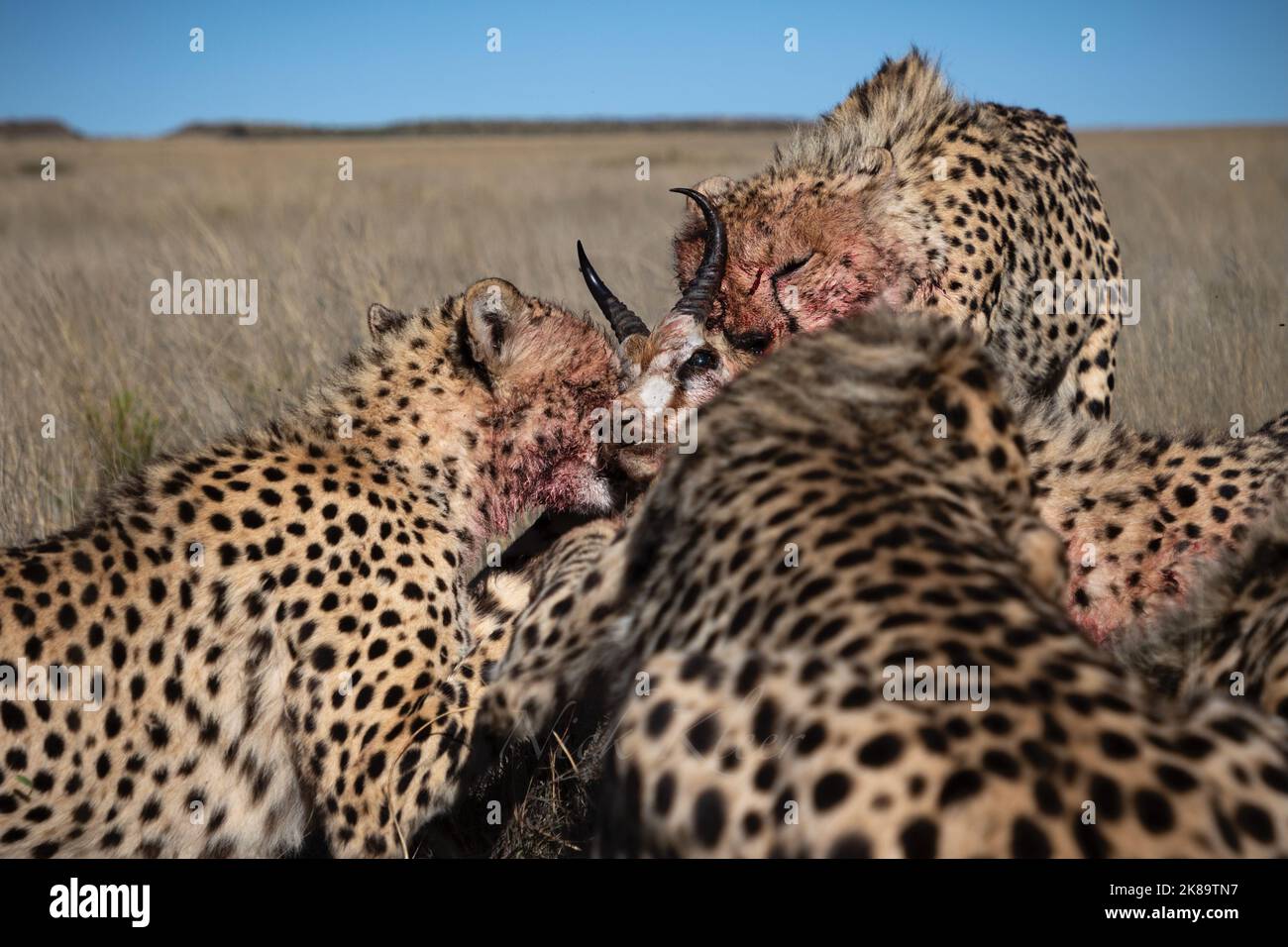 Cheetahs eating a springbok after a chase, photo taken a safari in South Africa Stock Photo