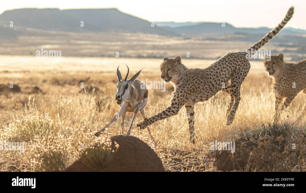 Cheetahs hunting a springbok, photo taken a safari in South Africa Stock Photo