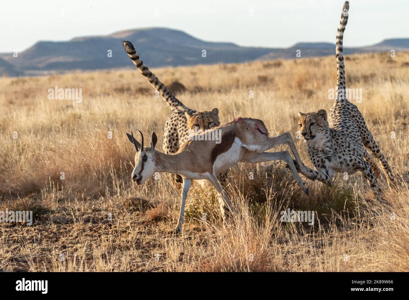 Cheetahs on a hunt, photographed on a safari in South Africa Stock Photo