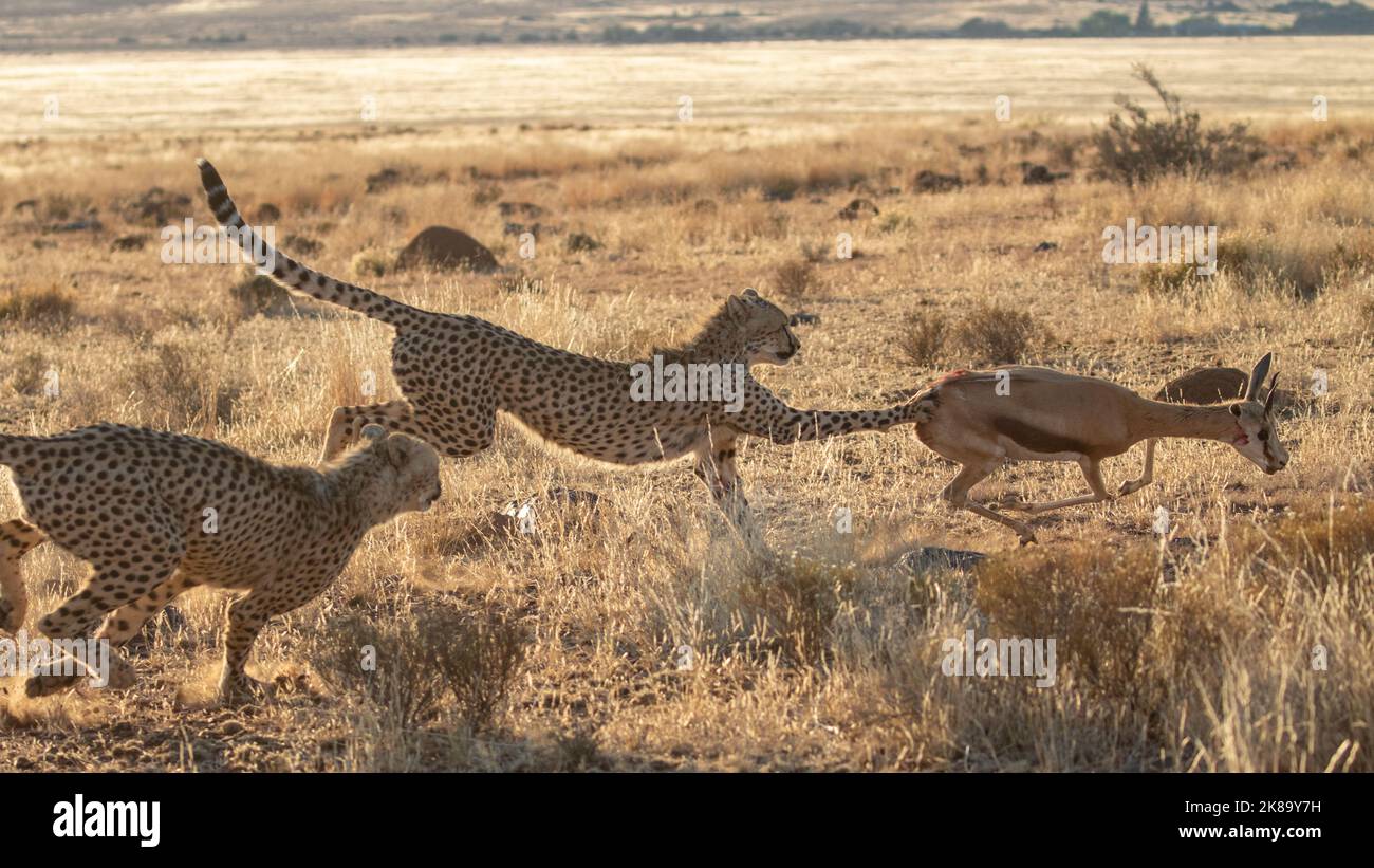 Cheetahs on a hunt, photographed in South Africa Stock Photo