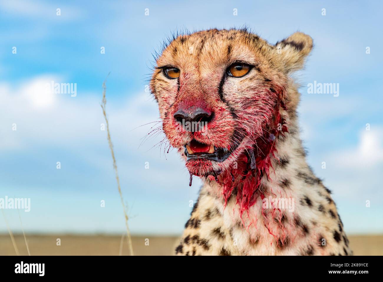 Cheetahs on a hunt, photographed in South Africa Stock Photo