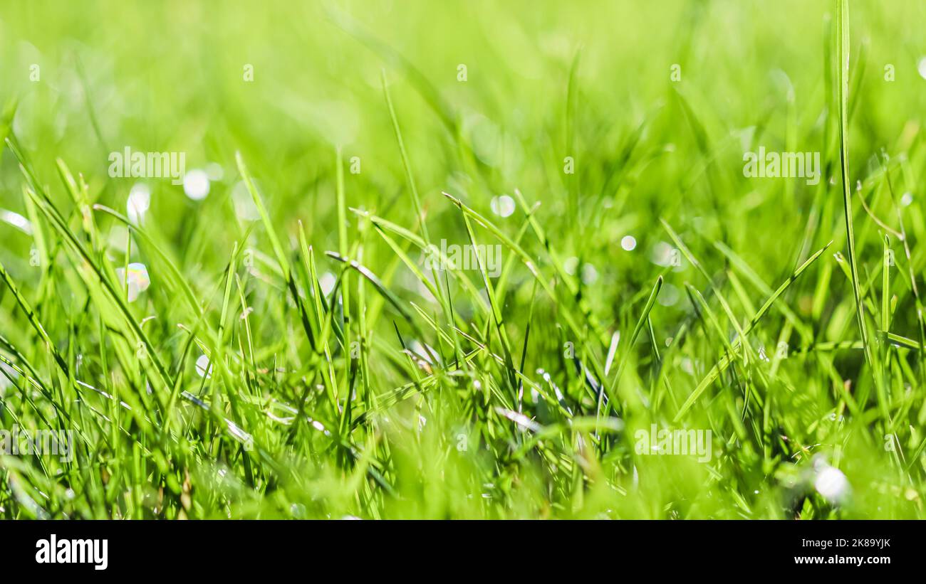 Texture, background, pattern of green grass. Bokeh with light ...