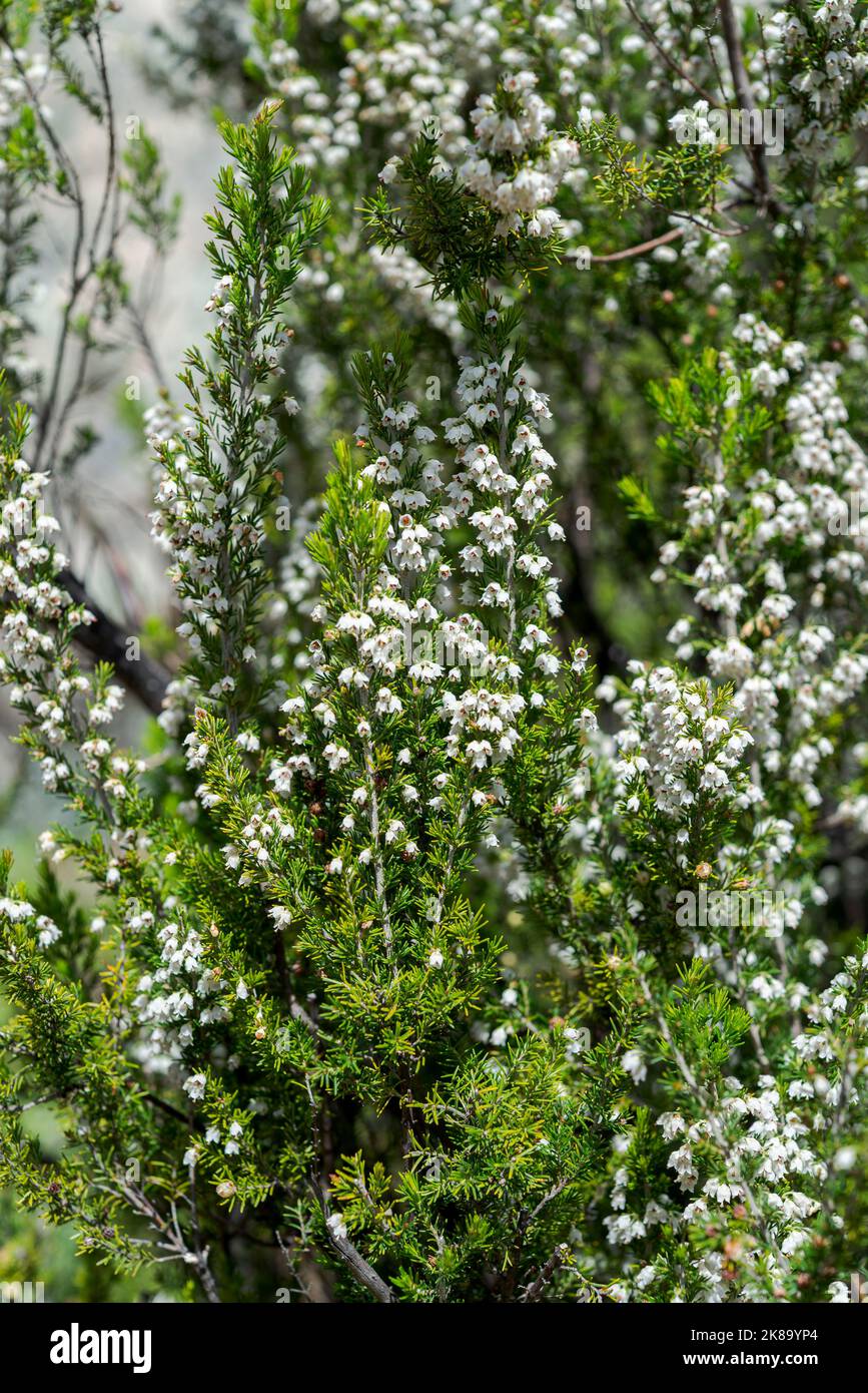 Flowers of Tree heath, Erica arborea. Photo taken in Guadarrama Mountains, La Pedriza, Madrid, Spain Stock Photo