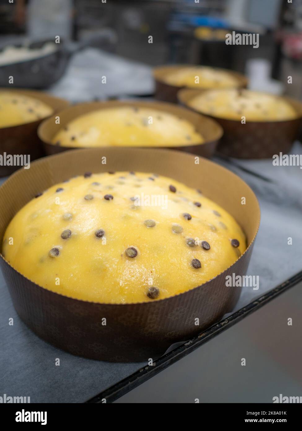 group of uncooked unbaked panettone sweet milanese italian chrstmas cake Stock Photo