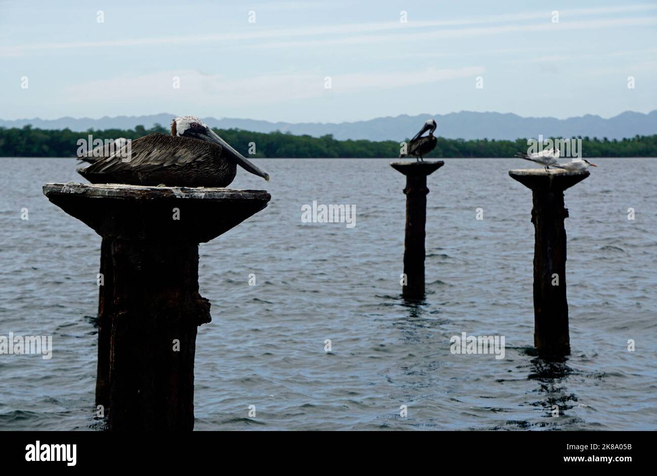 pelican sitting on a pillar in the caribbean sea Stock Photo - Alamy