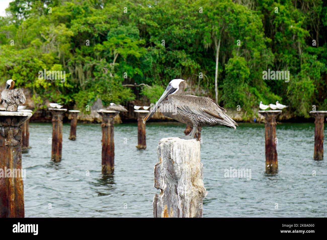 pelican sitting on a pillar in the caribbean sea Stock Photo - Alamy