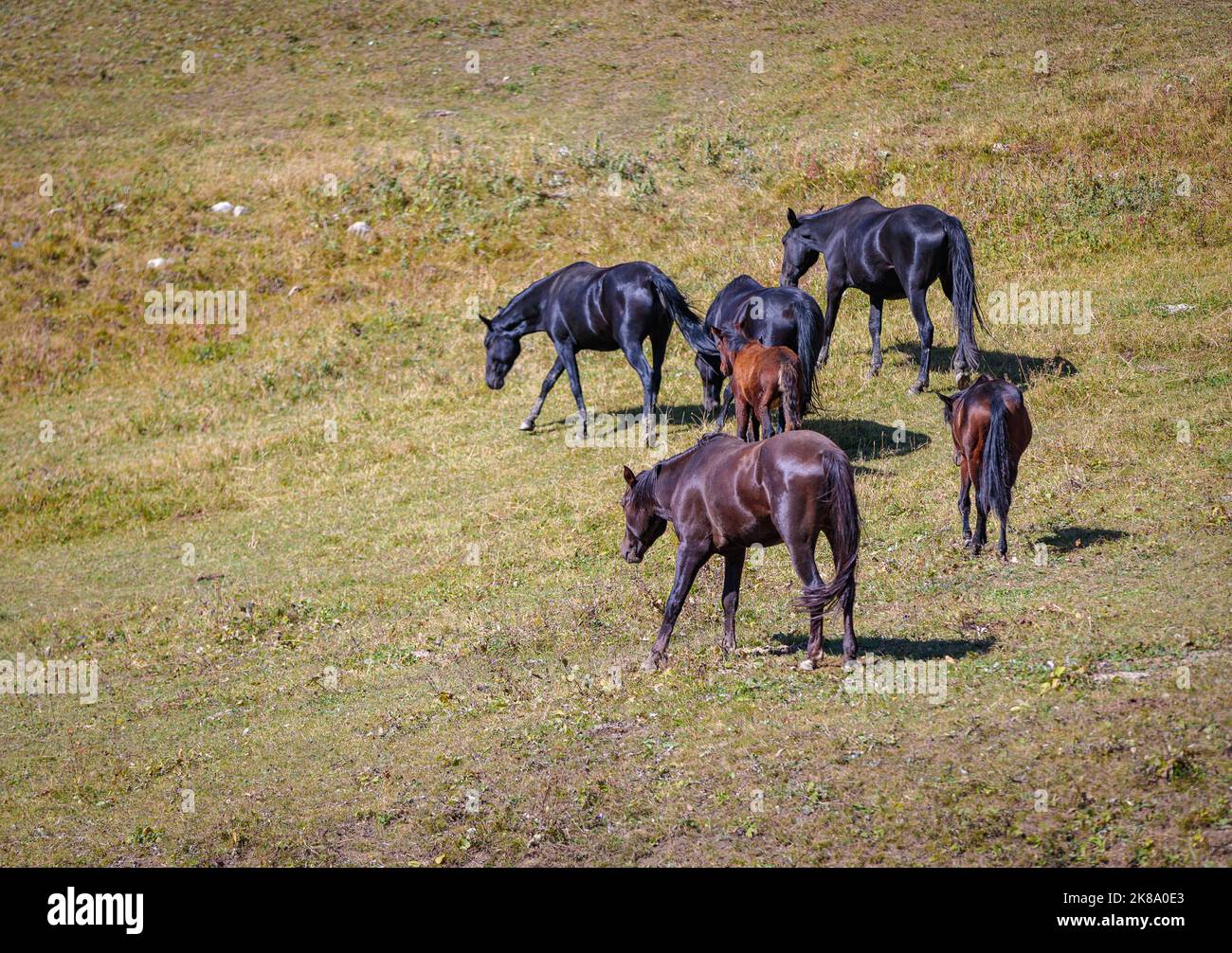 A herd of horses grazes in the meadows of the Caucasus Mountains Stock Photo