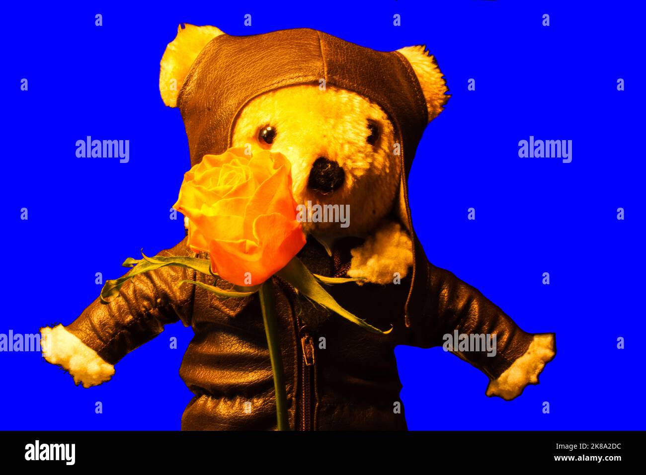 Teddy in Fliegerjacke mit gleber Rose auf blauen Hintergrund Stock Photo
