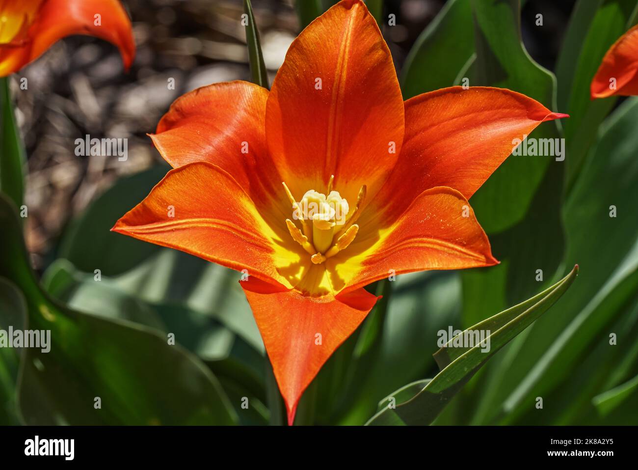 Tulpe Einzelblüte orange Stock Photo