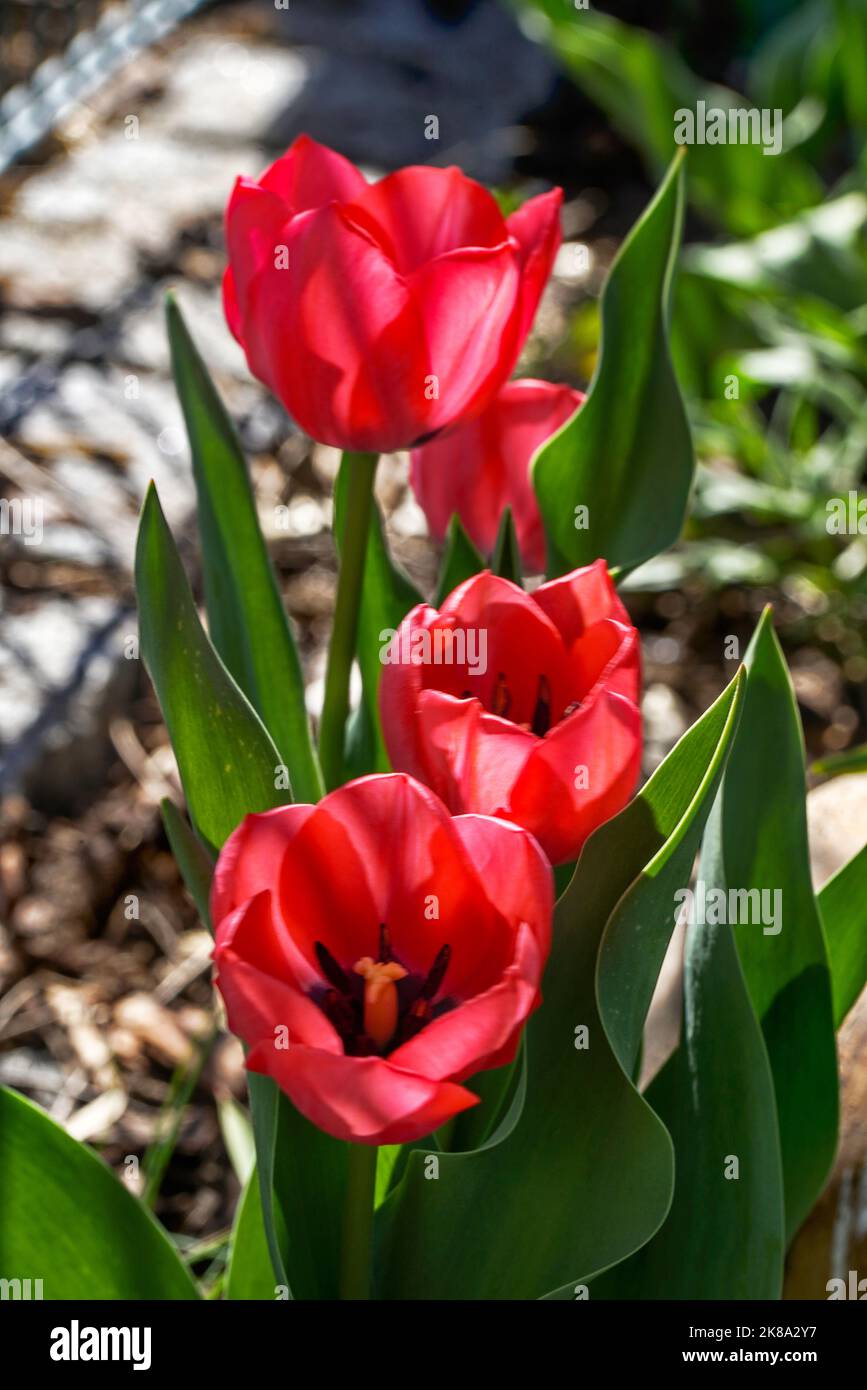 rote Tulpen im Regen - April 2016 Stock Photo