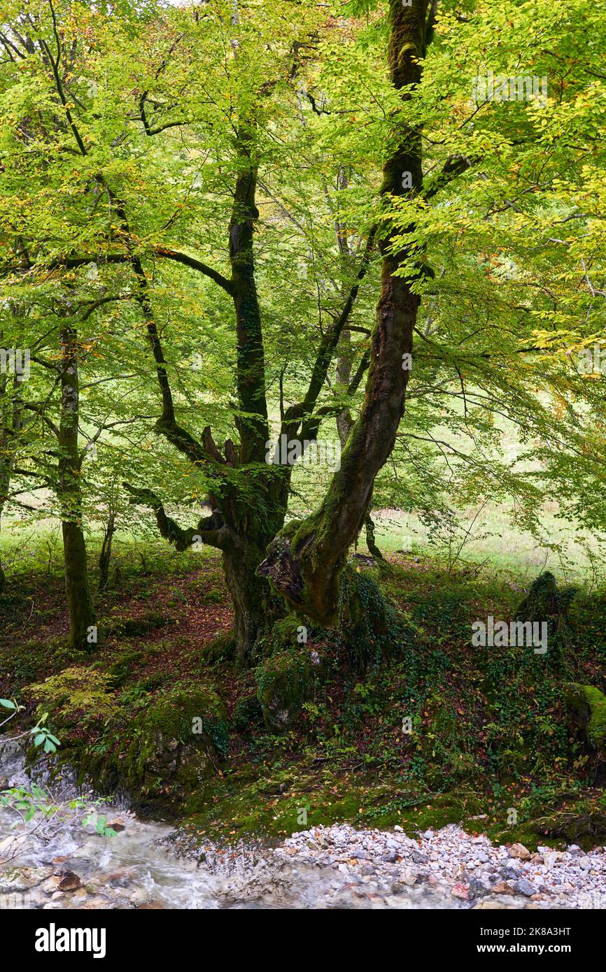 Enchanted forest with trees covered in moss Stock Photo - Alamy