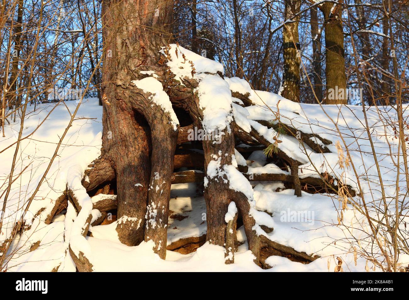 An old pine tree with powerful roots growing on a slope wrapped in ...