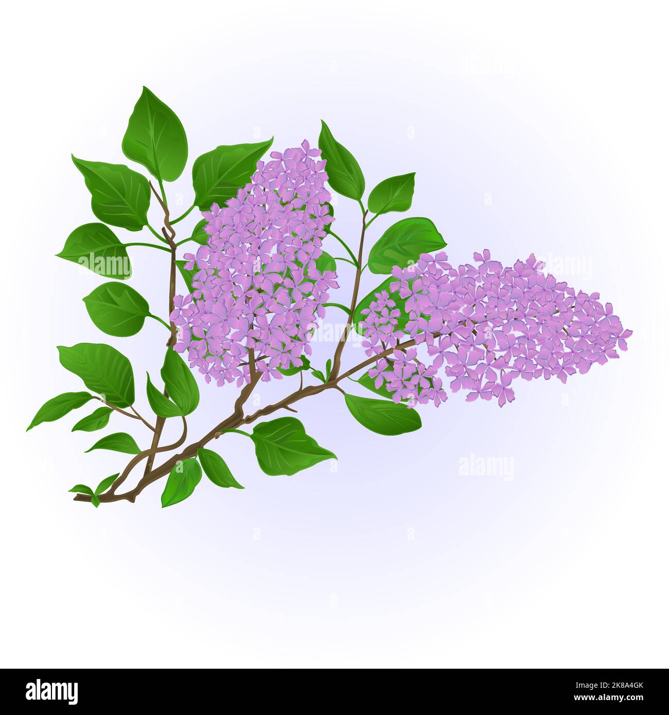 Twig Lilac with flowers and leaves vintage hand draw natural background ...