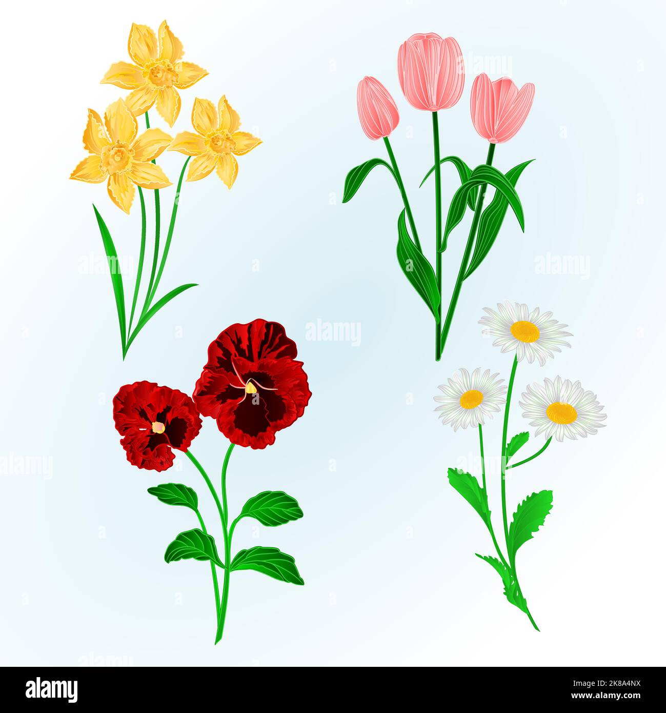Spring flowers Daffodils ,Pansies,Tulips and daisies vintage hand draw vector botanical illustration for design Stock Vector