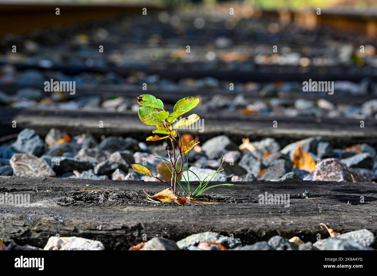 small plant growing on sleeper on railway bank Stock Photo