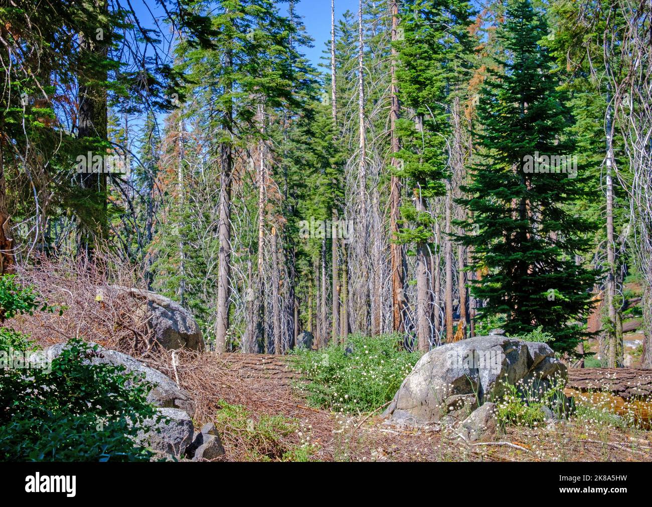 A trail in the wilderness of Yosemite National Park, California, with ponderosa pine trees, & rocks. Dry pine needles on the ground & some snag trees Stock Photo