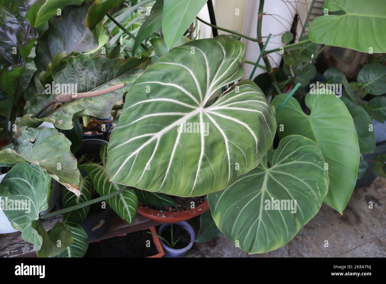 Philodendron Gloriosum ,Philodendron plant in the garden Stock Photo