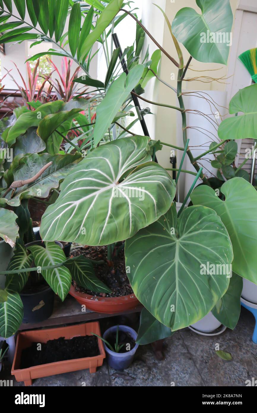 Philodendron Gloriosum ,Philodendron plant in the garden Stock Photo
