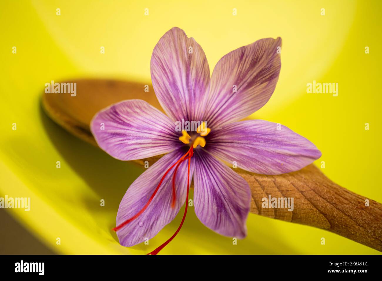 Flower of saffron Stock Photo - Alamy