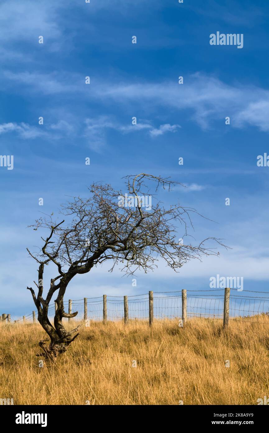 Windswept Bent Tree Alongside A Barbed Wire Fence In A Yellow Grass Field, Cheddar Gorge UK Stock Photo