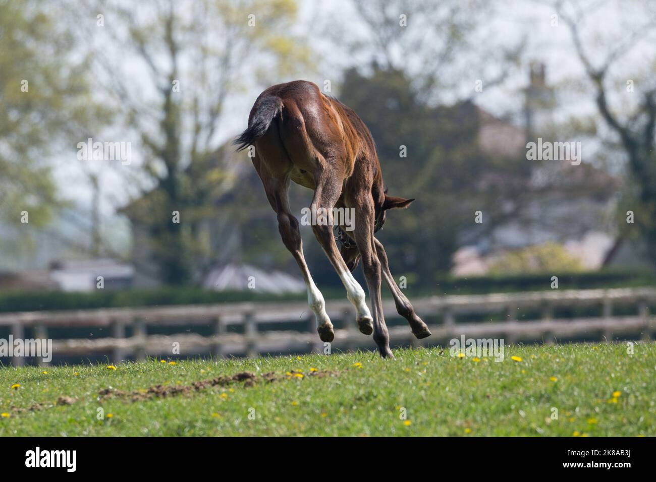 Foal legs hi-res stock photography and images - Alamy