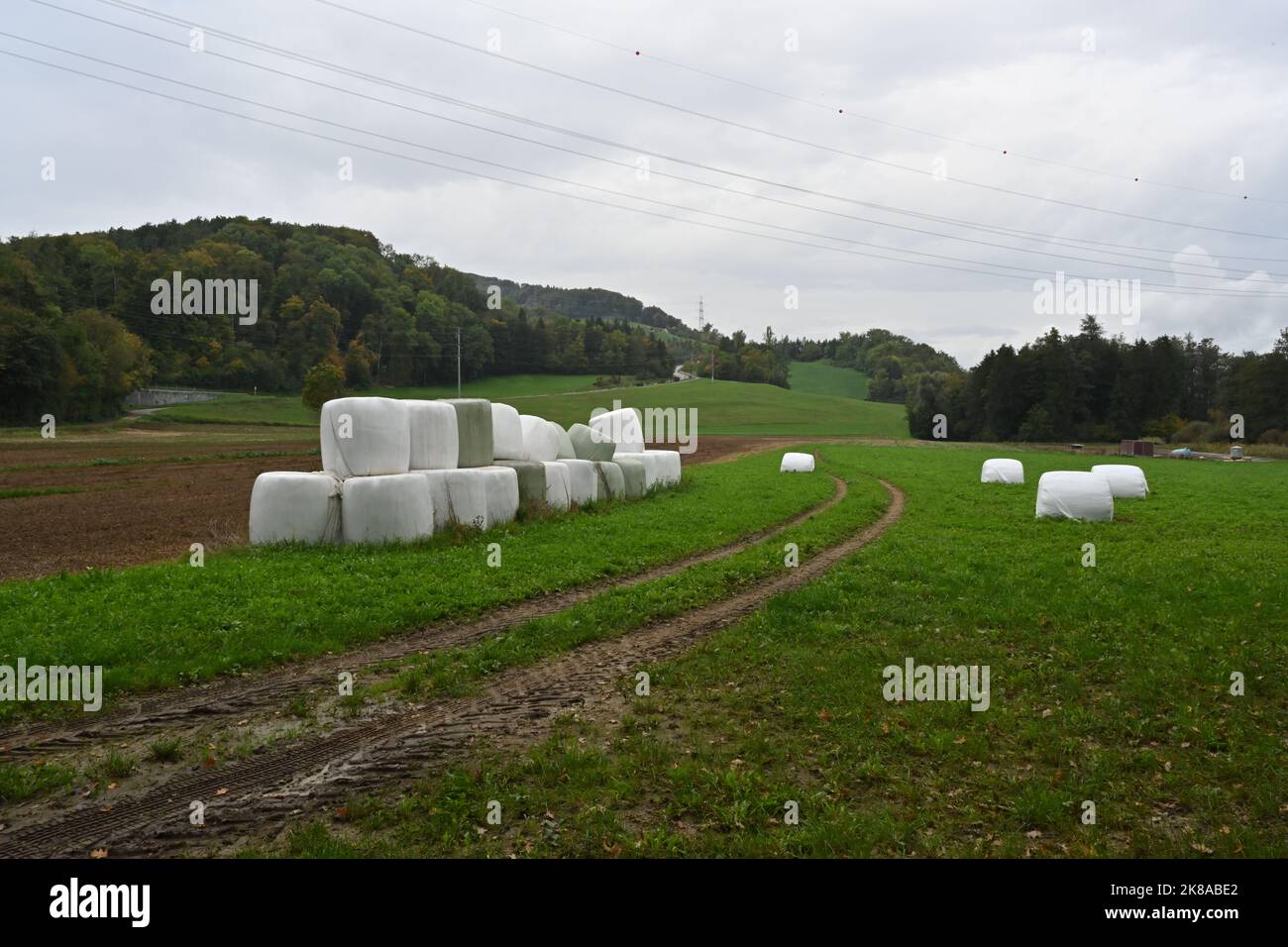 Hay bales in plastic wrap stacked between a field and a grazing meadow. Some of them are scattered over the meadow. Stock Photo