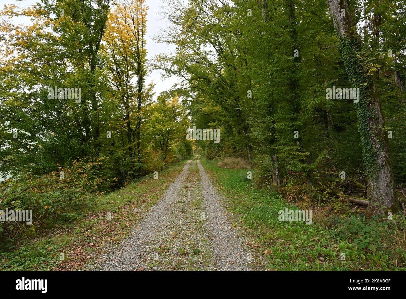 Double track gravel path through a deciduous forest in autumn Stock ...